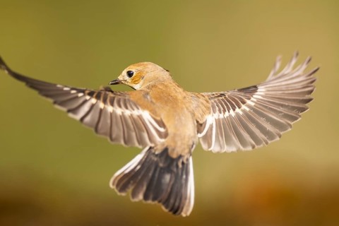 European Pied Flycatcher (Ficedula hypoleuca) in flight at a water pool, Pinos, Solsona, Catalonia,