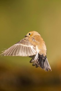 European Pied Flycatcher (Ficedula hypoleuca) in flight at a water pool, Pinos, Solsona, Catalonia,