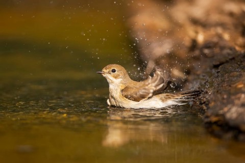European Pied Flycatcher (Ficedula hypoleuca) bathing at a water pool, Pinos, Solsona, Catalonia,
