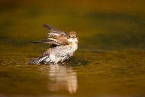 European Pied Flycatcher (Ficedula hypoleuca) bathing at a water pool, Pinos, Solsona, Catalonia,