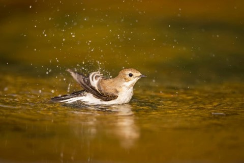 European Pied Flycatcher (Ficedula hypoleuca) bathing at a water pool, Pinos, Solsona, Catalonia,
