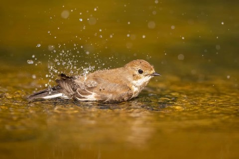 European Pied Flycatcher (Ficedula hypoleuca) bathing at a water pool, Pinos, Solsona, Catalonia,