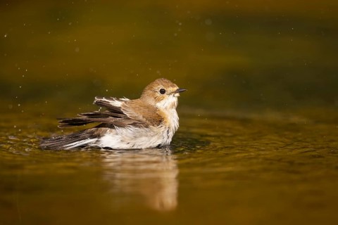 European Pied Flycatcher (Ficedula hypoleuca) bathing at a water pool, Pinos, Solsona, Catalonia,
