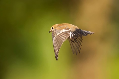 European Pied Flycatcher (Ficedula hypoleuca) in flight at a water pool, Pinos, Solsona, Catalonia,