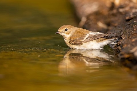 European Pied Flycatcher (Ficedula hypoleuca) bathing at a water pool, Pinos, Solsona, Catalonia,