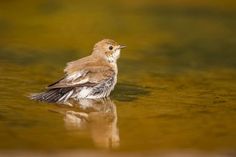 European Pied Flycatcher (Ficedula hypoleuca) bathing at a water pool, Pinos, Solsona, Catalonia,