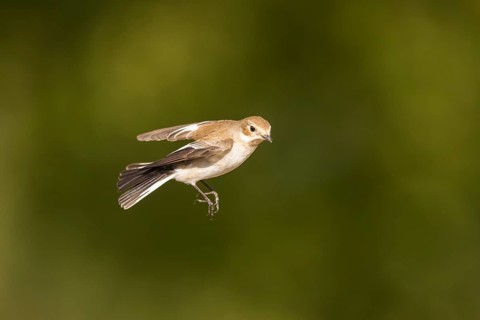European Pied Flycatcher (Ficedula hypoleuca) in flight at a water pool, Pinos, Solsona, Catalonia,