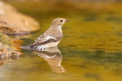 European Pied Flycatcher (Ficedula hypoleuca) bathing at a water pool, Pinos, Solsona, Catalonia,