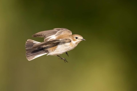 European Pied Flycatcher (Ficedula hypoleuca) in flight at a water pool, Pinos, Solsona, Catalonia,