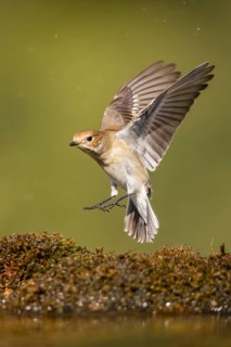 European Pied Flycatcher (Ficedula hypoleuca) in flight at a water pool, Pinos, Solsona, Catalonia,