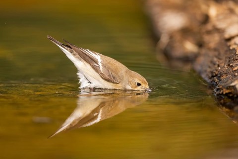 European Pied Flycatcher (Ficedula hypoleuca) bathing at a water pool, Pinos, Solsona, Catalonia,