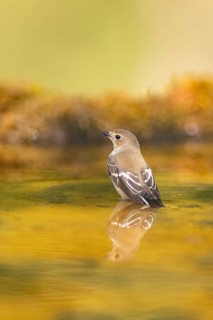 European Pied Flycatcher (Ficedula hypoleuca) bathing at a water pool, Pinos, Solsona, Catalonia,