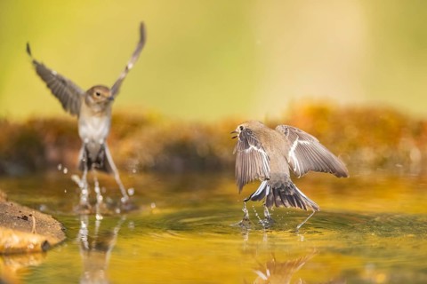 European Pied Flycatcher (Ficedula hypoleuca) in flight at a water pool, Pinos, Solsona, Catalonia,