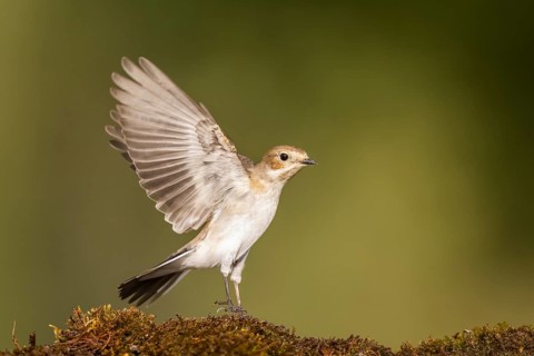 European Pied Flycatcher (Ficedula hypoleuca) in flight at a water pool, Pinos, Solsona, Catalonia,