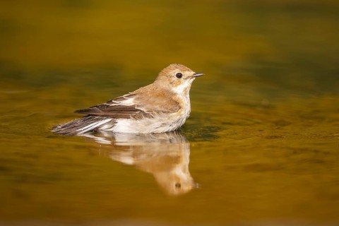 European Pied Flycatcher (Ficedula hypoleuca) bathing at a water pool, Pinos, Solsona, Catalonia,
