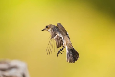 European Pied Flycatcher (Ficedula hypoleuca) in flight at a water pool, Pinos, Solsona, Catalonia,