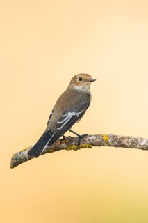 European Pied Flycatcher (Ficedula hypoleuca) sitting on a tree branch in a forest, Pinos, Solsona,