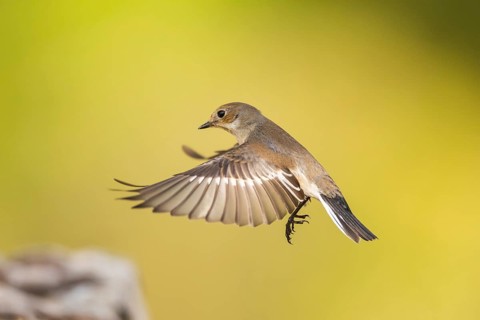 European Pied Flycatcher (Ficedula hypoleuca) in flight at a water pool, Pinos, Solsona, Catalonia,
