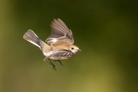 European Pied Flycatcher (Ficedula hypoleuca) in flight at a water pool, Pinos, Solsona, Catalonia,