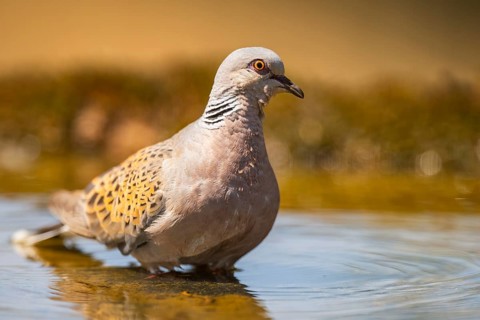 European turtle dove (Streptopelia turtur) at a water pool, Pinos, Solsona, Catalonia, Spain
