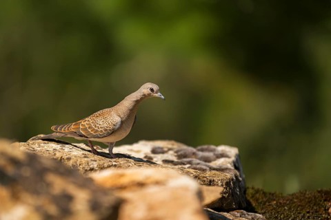 European turtle dove (Streptopelia turtur) sitting on a rock, Pinos, Solsona, Catalonia, Spain