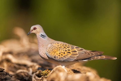 European turtle dove (Streptopelia turtur) in a forest, Pinos, Solsona, Catalonia, Spain