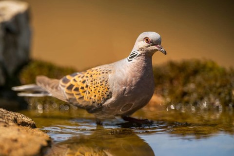 European turtle dove (Streptopelia turtur) at a water pool, Pinos, Solsona, Catalonia, Spain