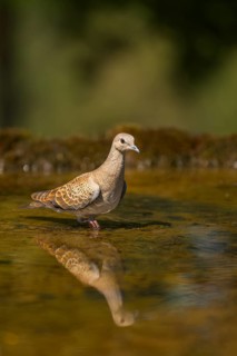 European turtle dove (Streptopelia turtur) at a water pool, Pinos, Solsona, Catalonia, Spain