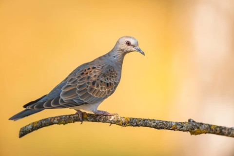 European turtle dove (Streptopelia turtur) sitting on a tree branch in a forest, Pinos, Solsona,