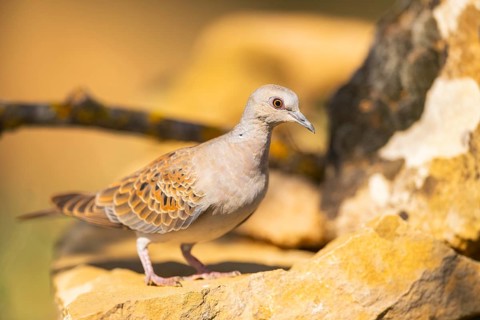 European turtle dove (Streptopelia turtur) sitting on a rock, Pinos, Solsona, Catalonia, Spain