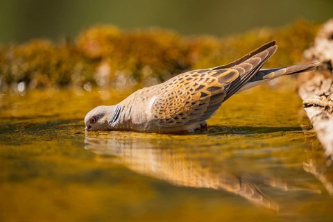 European turtle dove (Streptopelia turtur) at a water pool, Pinos, Solsona, Catalonia, Spain