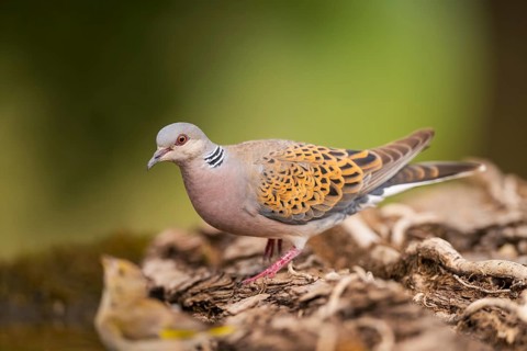 European turtle dove (Streptopelia turtur) in a forest, Pinos, Solsona, Catalonia, Spain