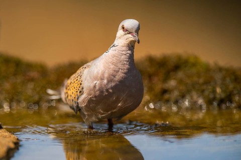 European turtle dove (Streptopelia turtur) at a water pool, Pinos, Solsona, Catalonia, Spain