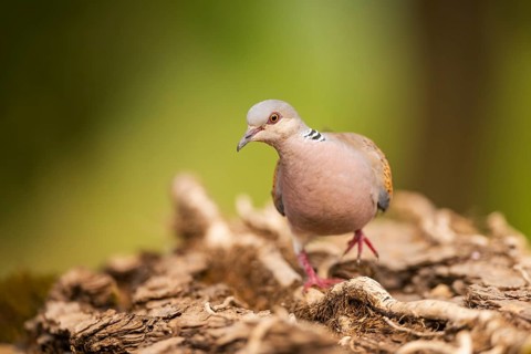 European turtle dove (Streptopelia turtur) in a forest, Pinos, Solsona, Catalonia, Spain
