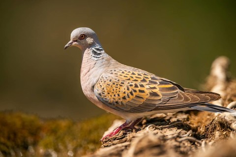 European turtle dove (Streptopelia turtur) in a forest, Pinos, Solsona, Catalonia, Spain