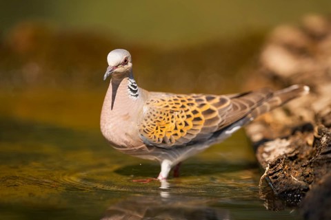 European turtle dove (Streptopelia turtur) at a water pool, Pinos, Solsona, Catalonia, Spain