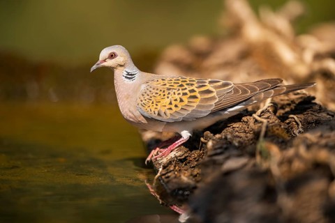 European turtle dove (Streptopelia turtur) at a water pool, Pinos, Solsona, Catalonia, Spain