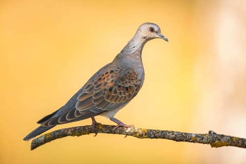 European turtle dove (Streptopelia turtur) sitting on a tree branch in a forest, Pinos, Solsona,