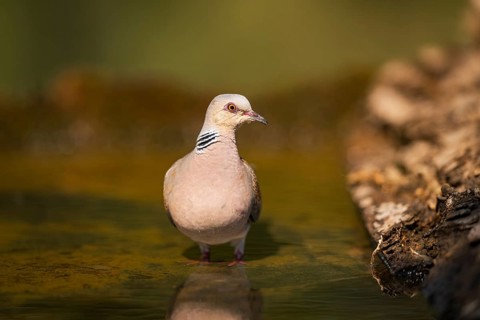 European turtle dove (Streptopelia turtur) at a water pool, Pinos, Solsona, Catalonia, Spain