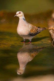 European turtle dove (Streptopelia turtur) at a water pool, Pinos, Solsona, Catalonia, Spain