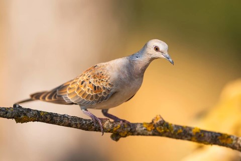 European turtle dove (Streptopelia turtur) sitting on a tree branch in a forest, Pinos, Solsona,