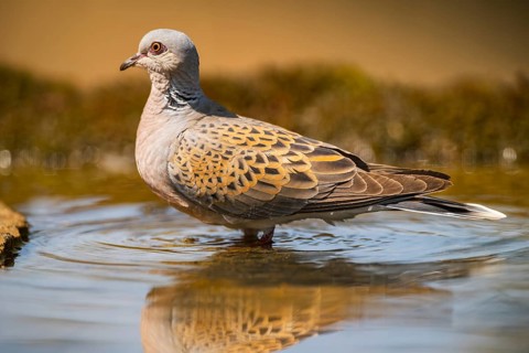 European turtle dove (Streptopelia turtur) at a water pool, Pinos, Solsona, Catalonia, Spain