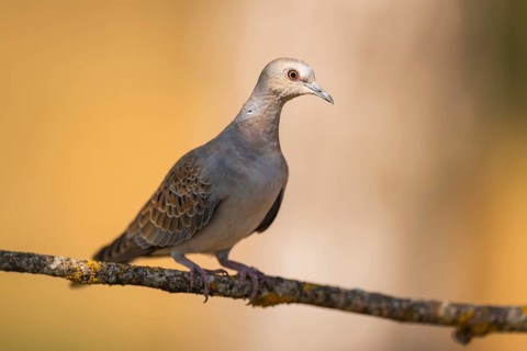 European turtle dove (Streptopelia turtur) sitting on a tree branch in a forest, Pinos, Solsona,