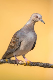 European turtle dove (Streptopelia turtur) sitting on a tree branch in a forest, Pinos, Solsona,