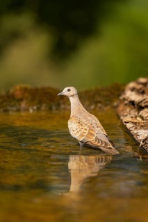 European turtle dove (Streptopelia turtur) at a water pool, Pinos, Solsona, Catalonia, Spain