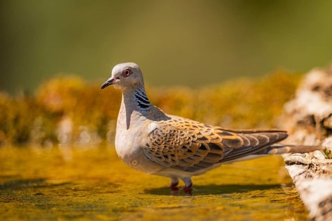 European turtle dove (Streptopelia turtur) at a water pool, Pinos, Solsona, Catalonia, Spain