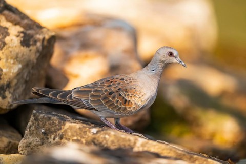 European turtle dove (Streptopelia turtur) sitting on a rock, Pinos, Solsona, Catalonia, Spain