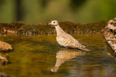 European turtle dove (Streptopelia turtur) at a water pool, Pinos, Solsona, Catalonia, Spain
