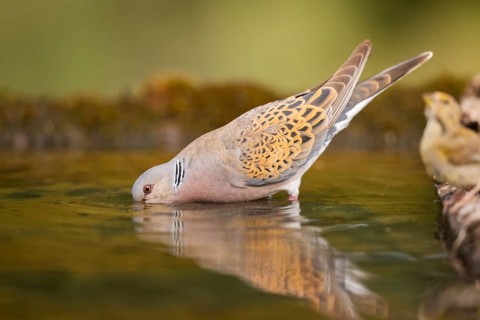 European turtle dove (Streptopelia turtur) at a water pool, Pinos, Solsona, Catalonia, Spain