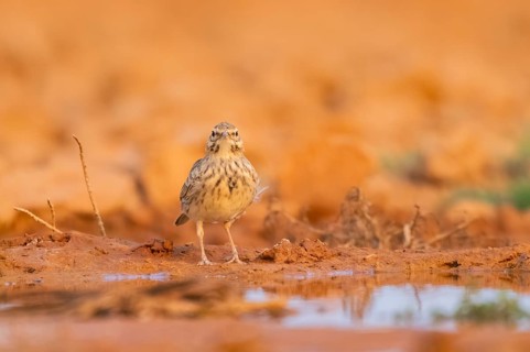 Theclal lark (Galerida theklae) on a farmers field, Belchite, Aragon, Saragossa, Spain